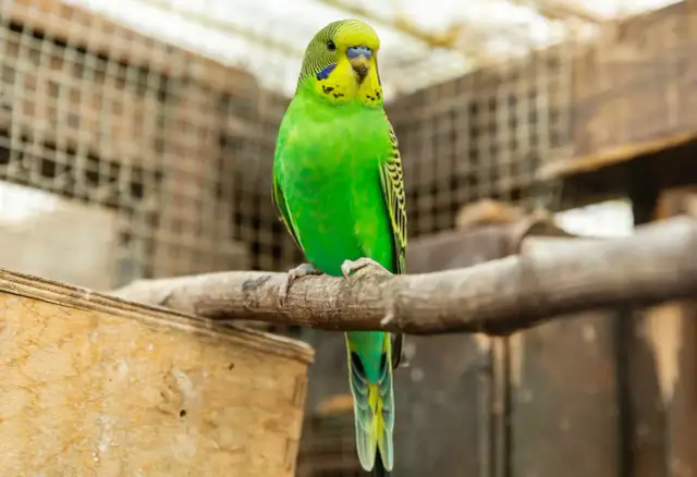 Papugi faliste: Owoce - smakołyk czy trucizna? Sprawdź!