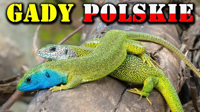 Jaszczurka gad czy płaz? Odkryj kluczowe różnice między nimi