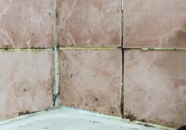 Czarna pleśń z silikonu pod prysznicem: usuń ją raz na zawsze!