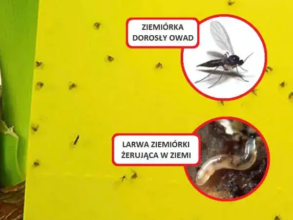 Jak pozbyć się ziemiórek z kwiatów? Skuteczny poradnik krok po kroku