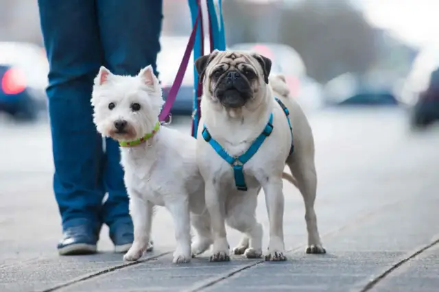 Co lepsze dla szczeniaka: obroża czy szelki - uniknij błędów w wyborze