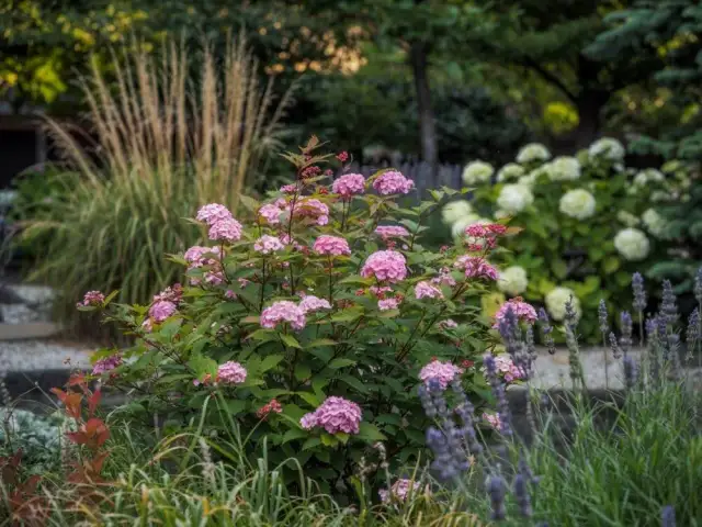 Tawuła japońska: Jaka rozstawa zapewni piękny ogród?