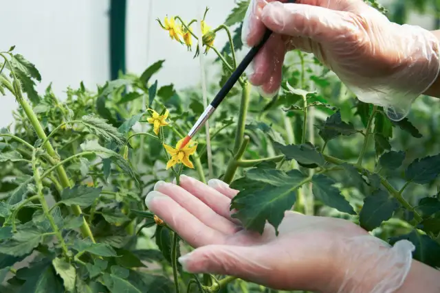 Rękawiczki chronią dłonie podczas zapylania pomidorów samopylnych pędzelkiem.