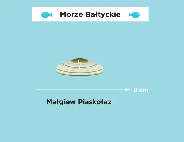 Jakim morzem jest Bałtyk? Odkryj jego tajemnice i cechy