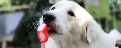 Domowe lody dla psa: Proste i bezpieczne przepisy na lato