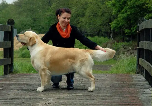 Czy golden retriever się strzyże? Odkryj prawdę o pielęgnacji sierści