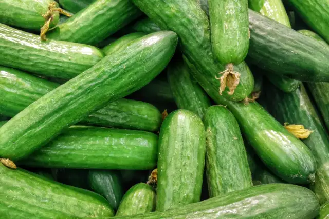 Do kiedy można siać ogórki w gruncie, aby uniknąć niskich plonów