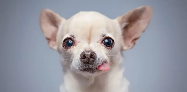 Czkawka u szczeniaka: co robić? Przyczyny, sposoby i kiedy iść do weterynarza