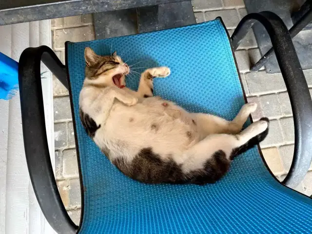 Objawy ciąży u kotki: Kiedy kotka spodziewa się młodych?