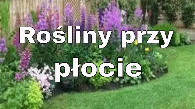 Co posadzić pod płotem betonowym, aby zyskać piękny ogród?