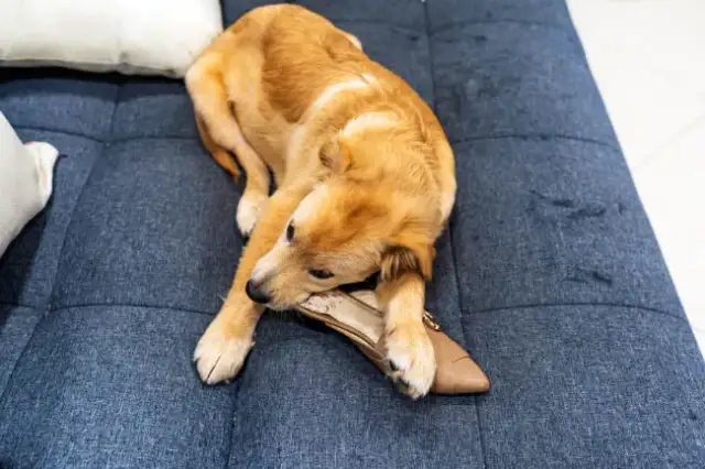 Dlaczego pies gryzie buty? Odkryj przyczyny i rozwiązania tego problemu