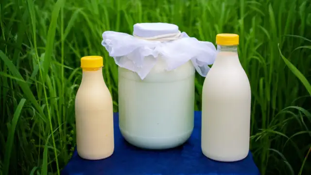 Czy mleko kozie uczula? Sprawdź, czy jest bezpieczne dla alergików