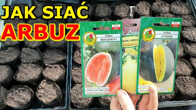 Kiedy siać arbuza na rozsadę, aby uniknąć nieudanej uprawy