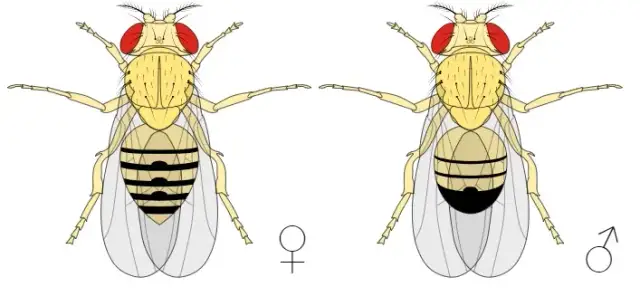 Jak się rozmnażają muszki owocówki? Zaskakujące fakty o ich cyklu życia