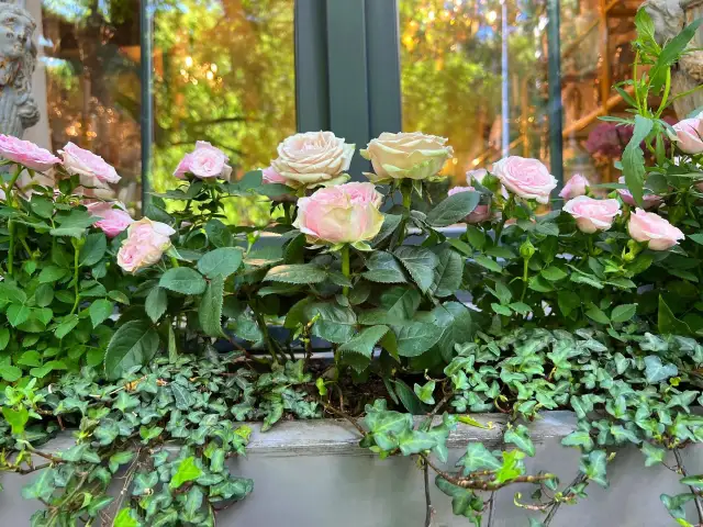 Kiedy sadzić róże na balkonie, aby uniknąć nieudanych upraw?