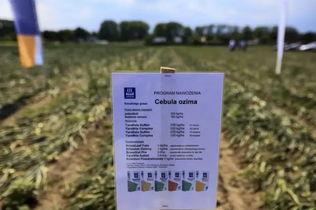 Jaki nawóz pod cebulę dymkę, aby uniknąć błędów w uprawie?