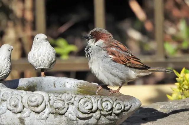 Jak uratować pisklę wróbla? Pierwsza pomoc i dieta krok po kroku