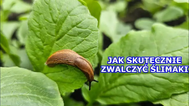 Skuteczne metody na zwalczanie ślimaków ogrodowych i ich eliminację