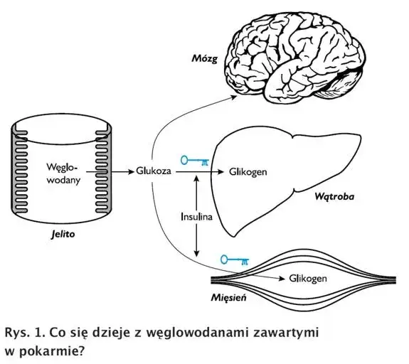 Podwyższona insulina po glukozie? Co to znaczy i jak działać