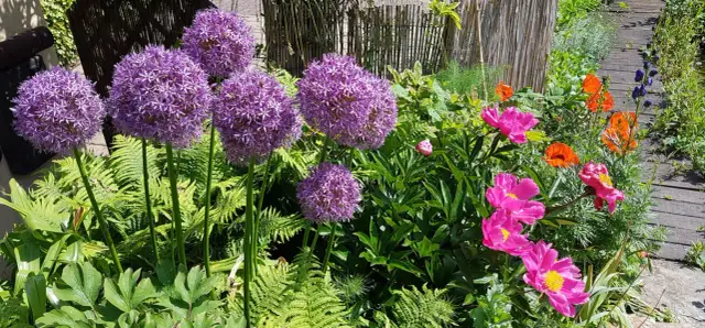 Jak sadzić czosnek ozdobny jesienią? Spektakularne kwitnienie!