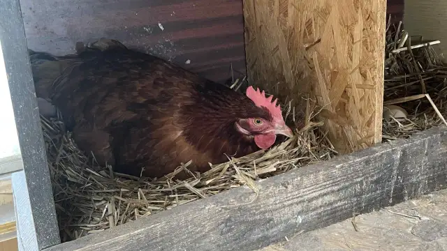 Kura siedzi na jajkach w gnieździe. To znak, po czym poznać, że kura się niesie.