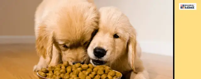 Karma dla szczeniąt dla dorosłego psa? Ryzyko i kiedy podać