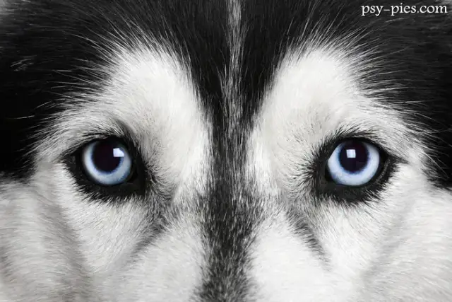 Jak wygląda Siberian Husky? Poznaj wzorzec rasy i kolory oczu!