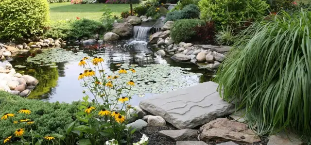 Co uprawiać na podmokłym terenie? Odkryj rośliny, które przetrwają