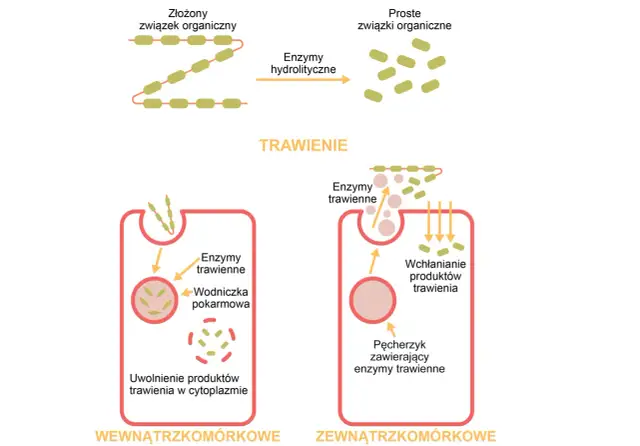 Enzymy trawienne: Co trawią, gdzie działają? Odkryj sekrety!