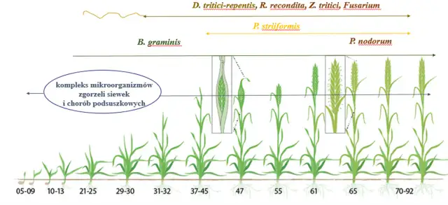 Fazy rozwoju zbóż: anatomia wzrostu od kiełkowania po dojrzewanie