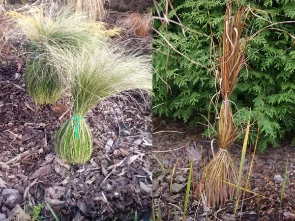 Kiedy przycinać trawy ozdobne w ogrodzie, aby uniknąć błędów i cieszyć się pięknem?