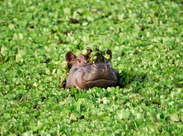 Pielęgnacja zwierząt w Południowej Afryce: porady dla właścicieli