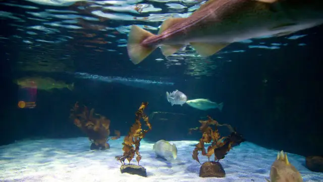 Ostholsteins Seebäder: Traumziele für jeden Urlaubstyp entdecken