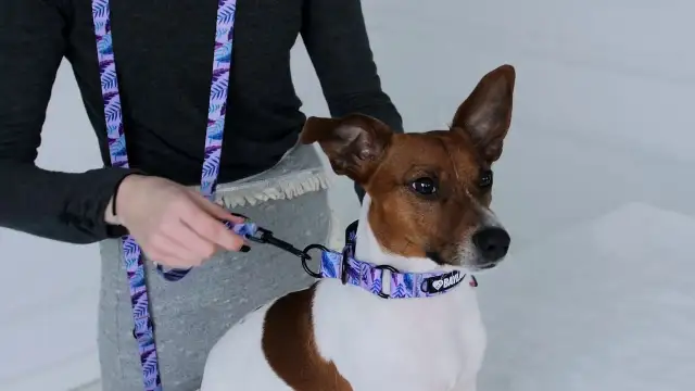 Jak działa obroża półzaciskowa i dlaczego warto ją mieć dla psa