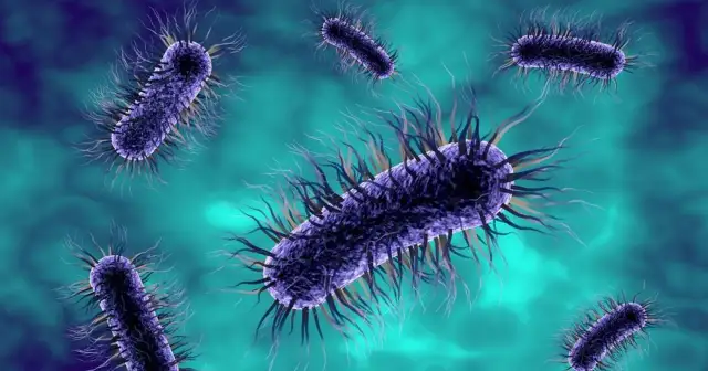 Wizualizacja bakterii Escherichia coli, które mogą powodować infekcje dróg moczowych.