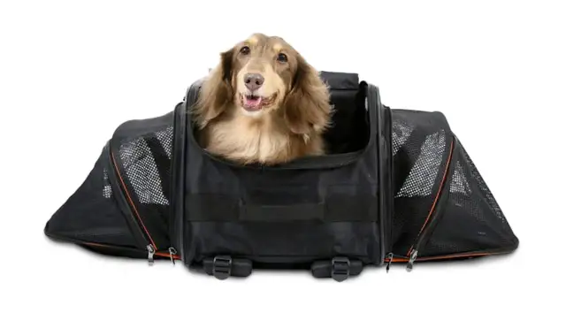 Plecak-transporter dla psa: Jak wybrać najlepszy? [Przewodnik]