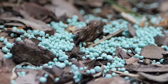 Kiedy stosować nawóz Yara Mila Complex, by zapewnić zdrowe rośliny?