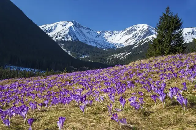 Skąd się wzięły krokusy w Dolinie Chochołowskiej? Odkryj ich tajemnice