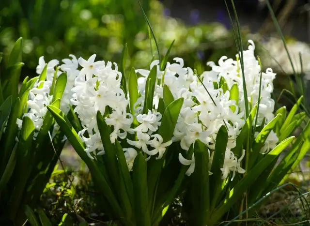 Kiedy sadzić hiacynty, aby uniknąć błędów i cieszyć się kwitnieniem