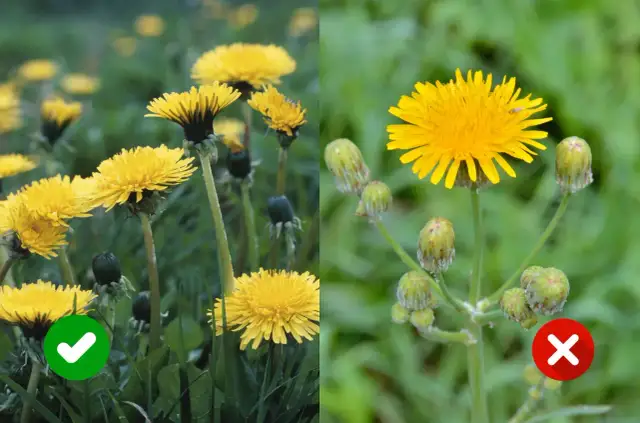 Mniszek czy mlecz polny? Rozpoznaj i zwalcz żółte chwasty!