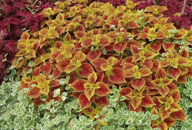 Kwiaty komarzycy: Jak sprawić, by Twoja roślina kwitła?