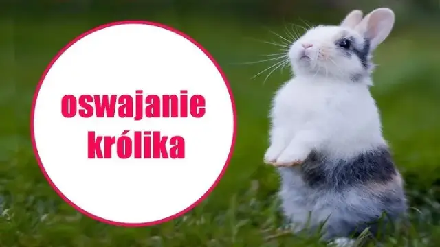 Jak wytresować królika? Kompletny poradnik krok po kroku