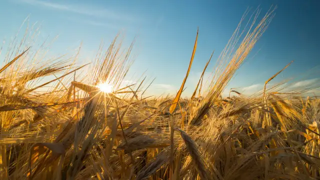 Co po studiach rolniczych? Odkryj najlepsze ścieżki kariery i możliwości