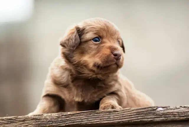Kiedy odrobaczyć szczeniaka? Klucz do zdrowego startu!
