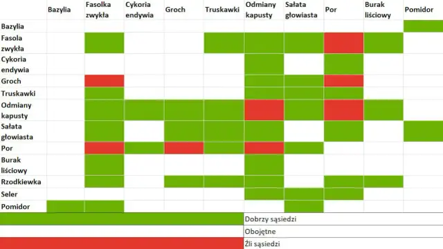 Jakie warzywa siać obok siebie tabela - uniknij błędów w ogrodzie