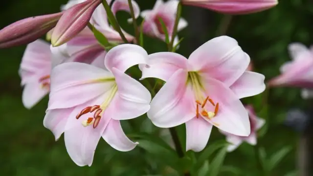 Kiedy przesadzać lilie? Optymalny termin i porady ekspertki