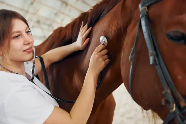 Hipologia i Jeździectwo Wrocław: Czy Twoja pasja to przyszły zawód?