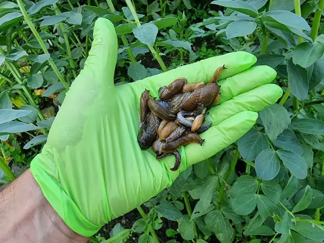 Trutka na ślimaki: Jak działa? Bezpieczeństwo dla ogrodu i zwierząt