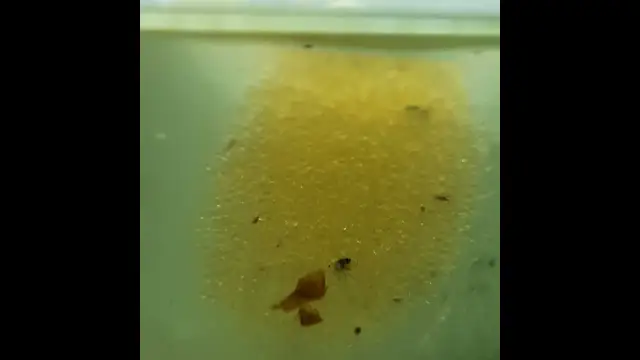 Rozmnażanie neonków: Odkryj sekrety udanego tarła!