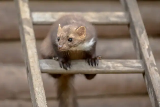 Kuna w domu? Rozpoznaj szkody i pozbądź się jej skutecznie!